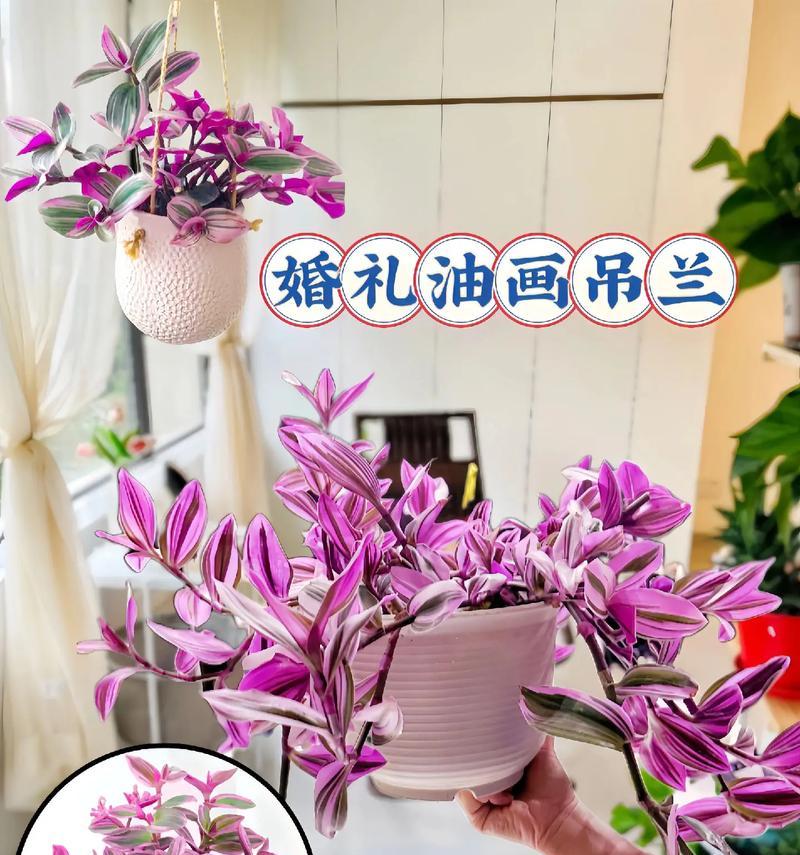 吊兰的花语和象征意义是什么？