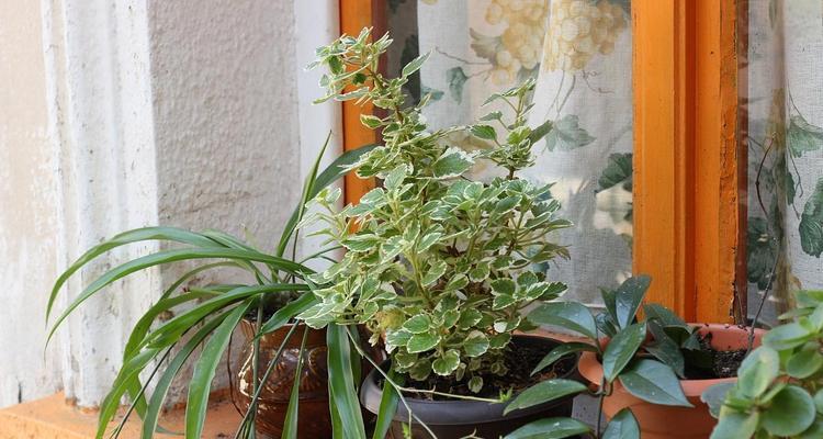 吊兰的花语和象征意义是什么？