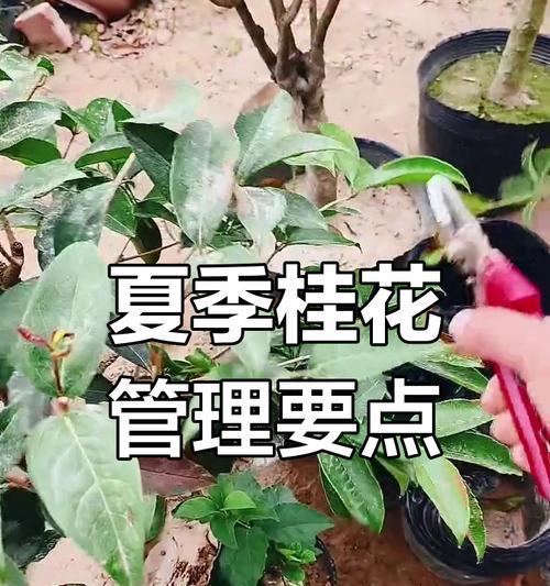桂花树的养殖技巧是什么？如何促进桂花树的健康生长？