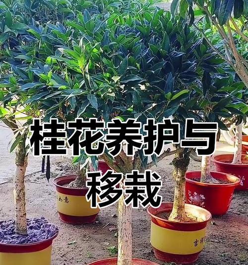 桂花树的养殖技巧是什么？如何促进桂花树的健康生长？