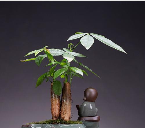 办公室适合养什么花卉？哪些植物适合在办公室环境中生长？