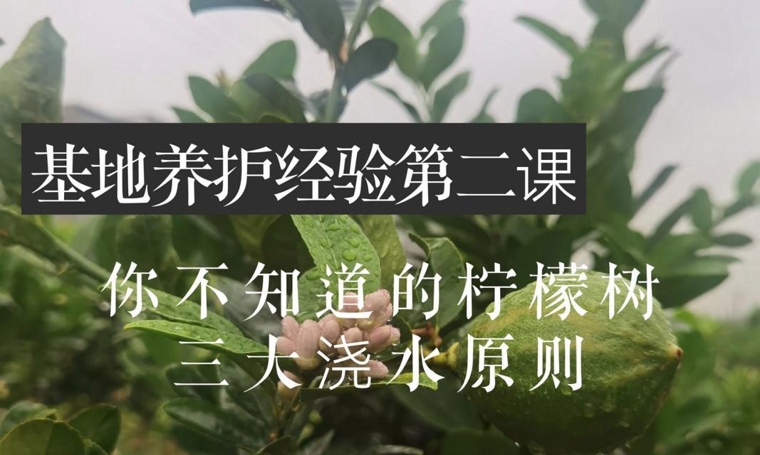 柠檬树的正确养殖方法是什么？柠檬树需要哪些特殊护理？