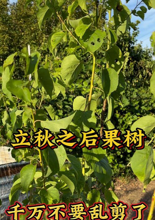 苹果树盆栽干枯怎么办？有哪些挽救措施？
