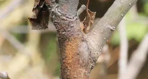 苹果树盆栽干枯怎么办？有哪些挽救措施？