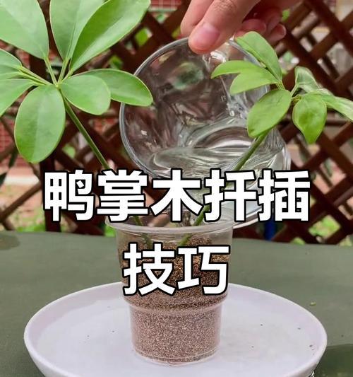 鸭掌木扦插的成功率如何提高？