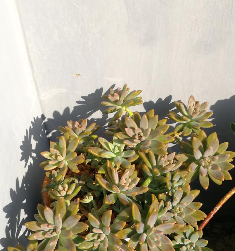 多肉植物秋丽的养殖技巧有哪些？如何保持其美观？