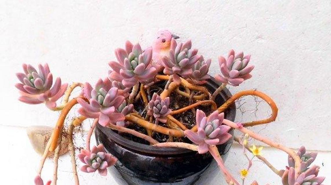 多肉植物秋丽的养殖技巧有哪些？如何保持其美观？