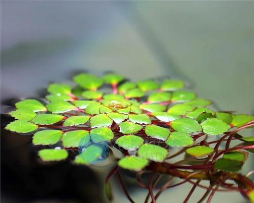 浮水植物有哪些种类？它们在水生生态系统中扮演什么角色？