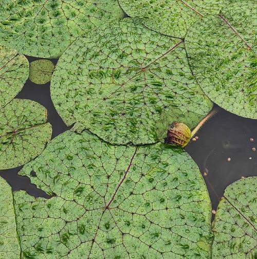 浮水植物有哪些种类？它们在水生生态系统中扮演什么角色？