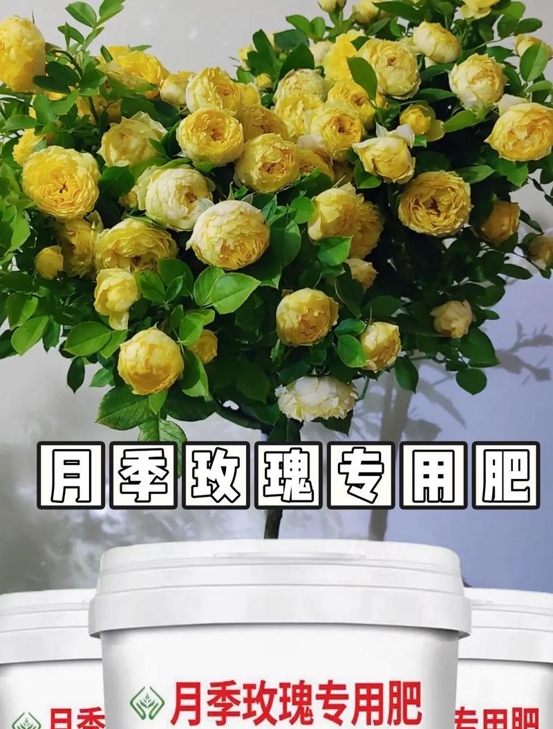 玫瑰花土壤配制肥料的正确步骤是什么？