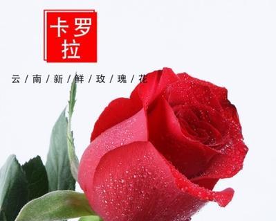 有香味的鲜切花玫瑰有哪些品种？这些品种的香味有何不同？