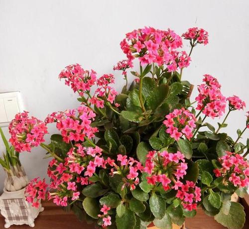 秋天室内适合养哪些花？如何照料这些花卉？