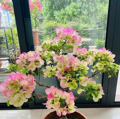 秋天室内适合养哪些花？如何照料这些花卉？