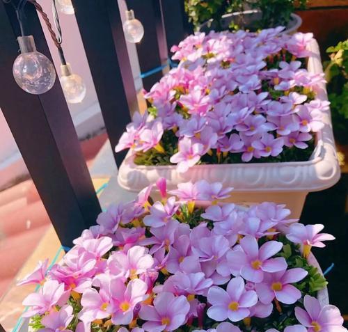 秋冬季种植哪些花卉最合适？如何进行养护管理？