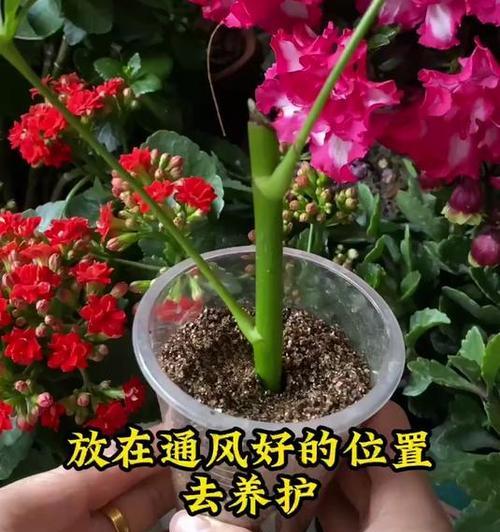 鸭掌木扦插的最佳时机是什么时候？如何进行扦插？