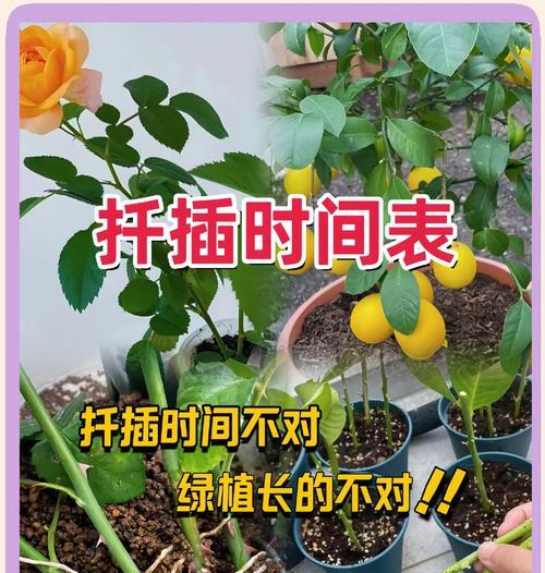 鸭掌木扦插的最佳时机是什么时候？如何进行扦插？