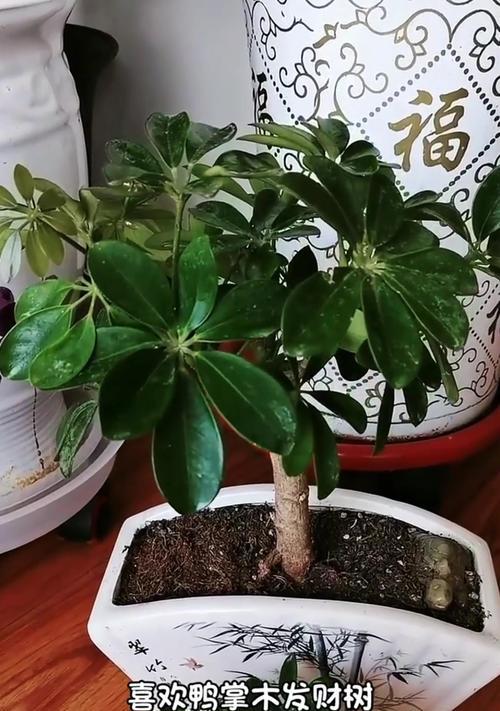 鸭掌木扦插的最佳时机是什么时候？如何进行扦插？