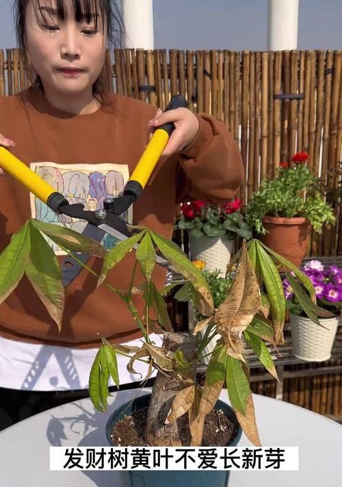 发财树剪枝后不发芽怎么办？如何促进新芽生长？