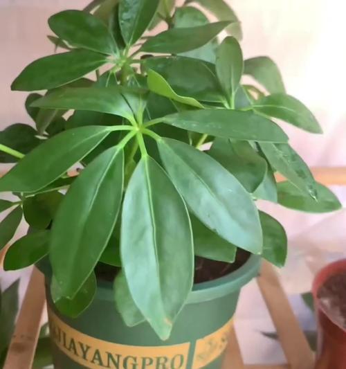 发财树剪枝后不发芽怎么办？如何促进新芽生长？