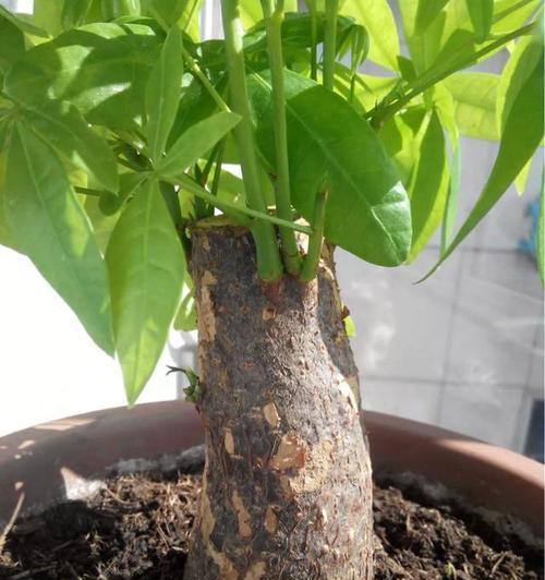 玫瑰花土壤配制的最佳做法是什么？如何确保土壤肥沃？