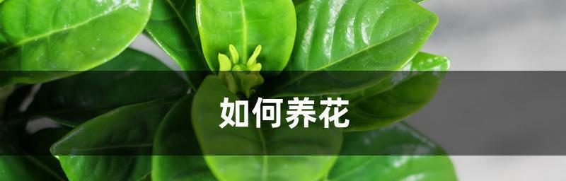 玫瑰花土壤配制的最佳做法是什么？如何确保土壤肥沃？