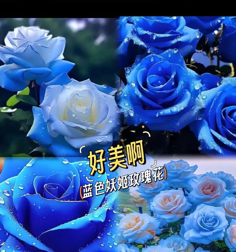 白玫瑰上的蓝色花枯萎了如何处理？怎样预防？