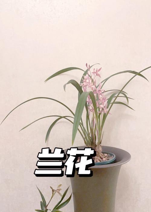 阳台养兰花保湿的方法是什么？如何保持适宜的湿度？