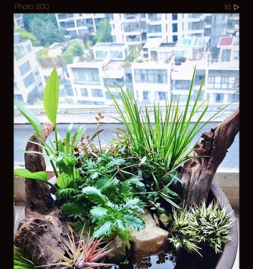 小亮推荐的盆栽植物有哪些特点？适合哪些环境？