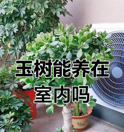 玉树如何养？有哪些有效的养护方法？