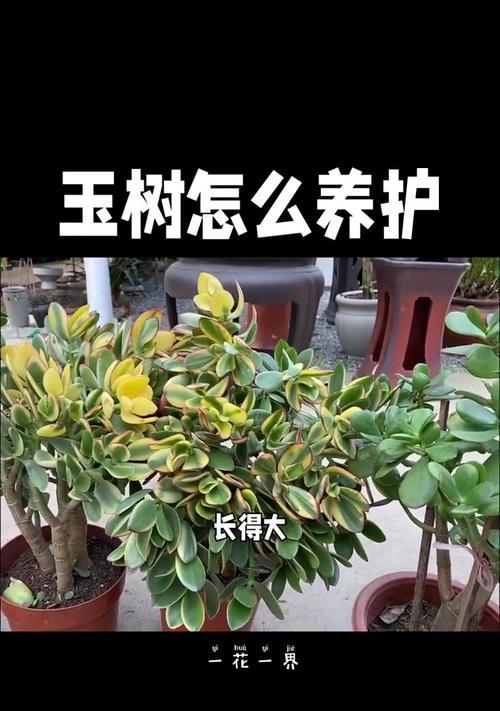 玉树如何养？有哪些有效的养护方法？