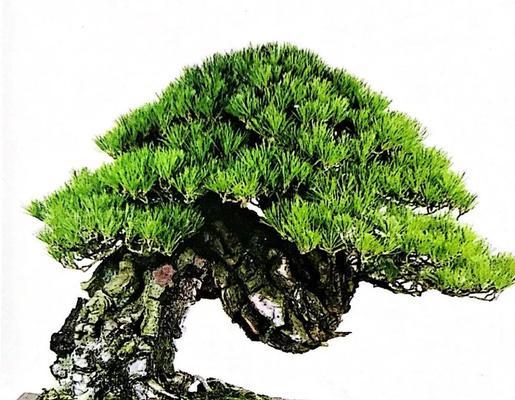 盆景制作适合哪些树种？