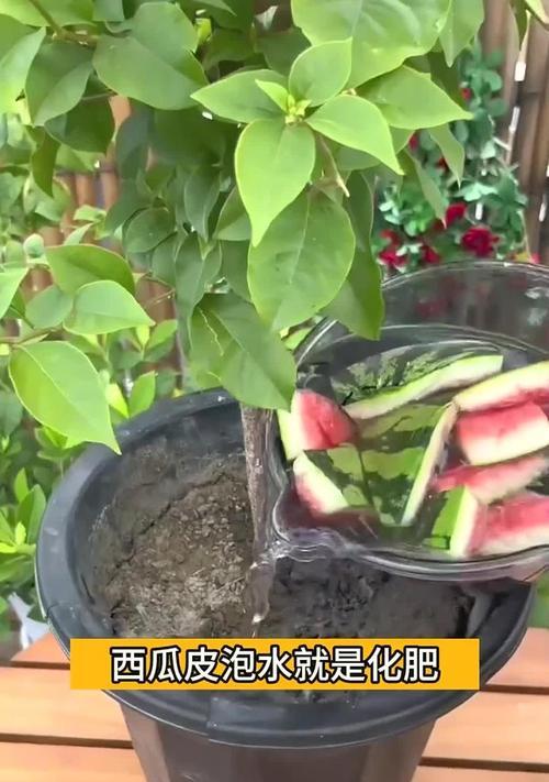 家庭自制花肥的方法有哪些？自制花肥对植物有哪些好处？