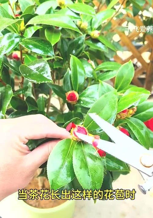 茶花施肥的最佳时机是什么时候？哪种肥料最适合茶花？