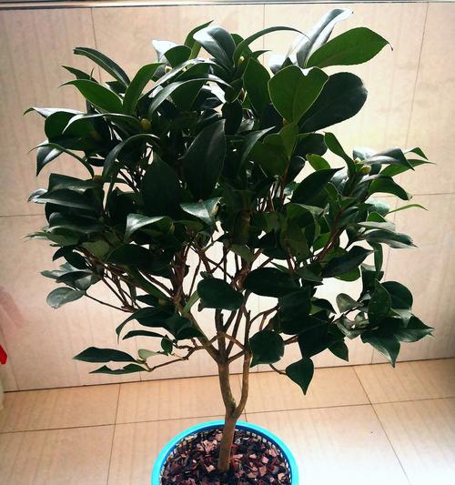 茶花施肥的最佳时机是什么时候？哪种肥料最适合茶花？