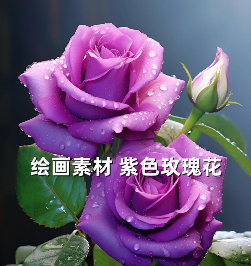 常见的紫色花卉有哪些？它们各自的特点是什么？