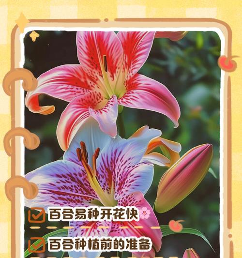 玫瑰和百合哪个更适合新手种植？如何选择？