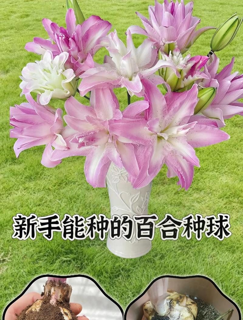玫瑰和百合哪个更适合新手种植？如何选择？