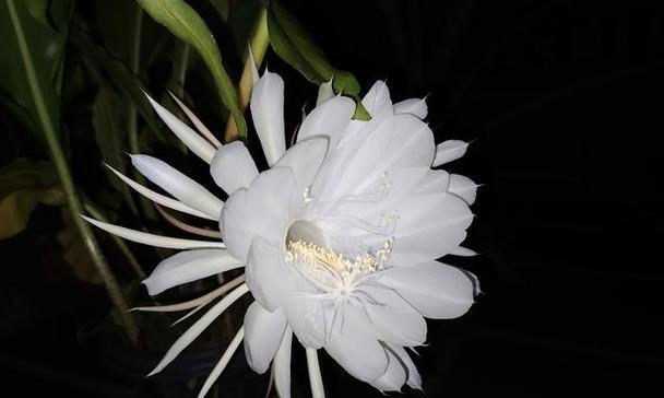 昙花的外观特征有哪些？