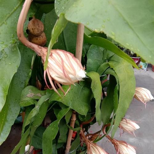 昙花的外观特征有哪些？