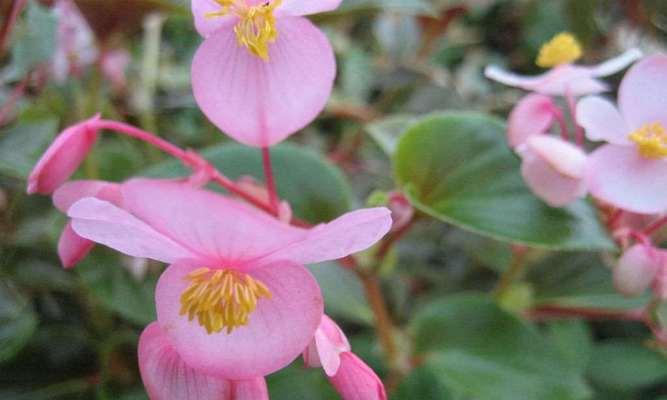 海棠花的开花时间是什么时候？如何促进海棠花早开花？