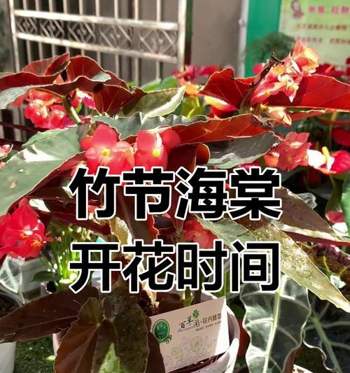 海棠花的开花时间是什么时候？如何促进海棠花早开花？