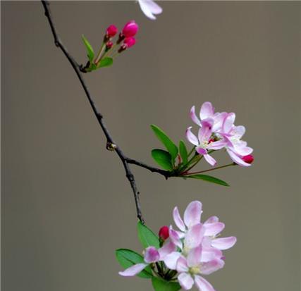 海棠花的开花时间是什么时候？如何促进海棠花早开花？