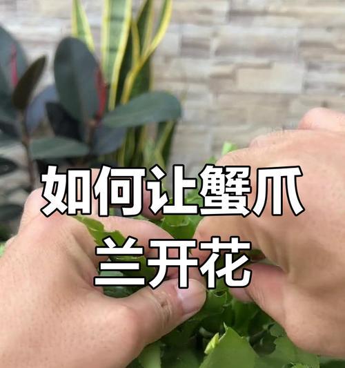 蟹爪兰不开花的原因是什么？如何促进开花？
