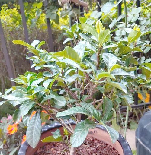 栀子花花后如何养护？栀子花后续管理技巧？
