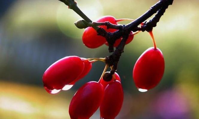 茱萸的养殖方法是什么？如何防治常见病虫害？