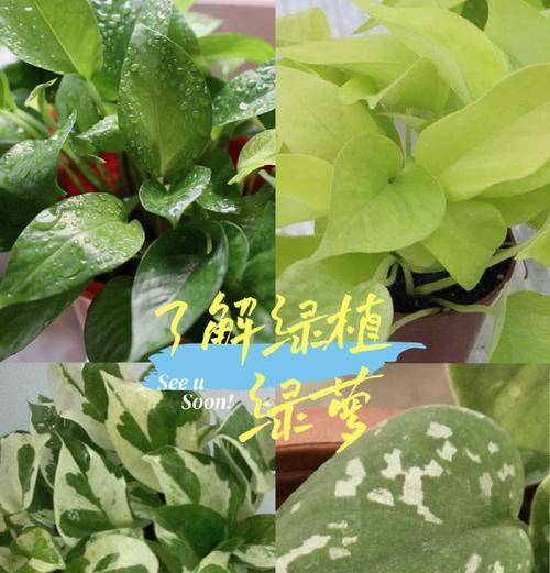 如何养殖绿萝？绿萝的养殖方法有哪些？