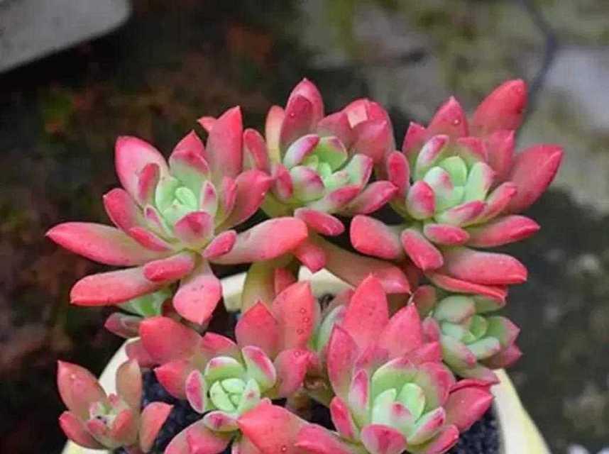红稚莲多肉的正确养护方式是什么？