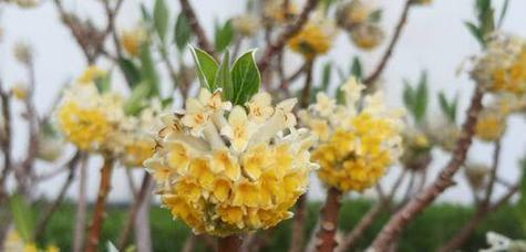结香花泡茶的正确方法是什么？结香花茶有哪些健康益处？