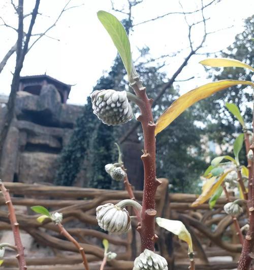 结香花泡茶的正确方法是什么？结香花茶有哪些健康益处？