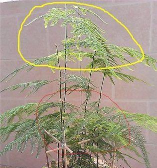 满天星修剪的最佳时机是什么时候？如何修剪以促进分枝？
